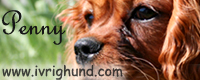Penny - Ivrig hund - ivrighund.com