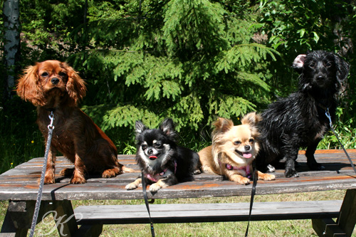 Penny, Xena, Hailey og Luna poserer på benk © K