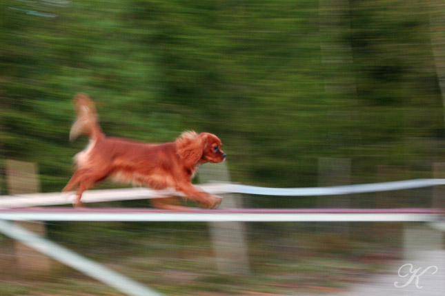Penny løper stigen, Foto: Jeanette