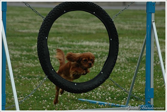 Penny hopper hjulet - Foto GiLabb
