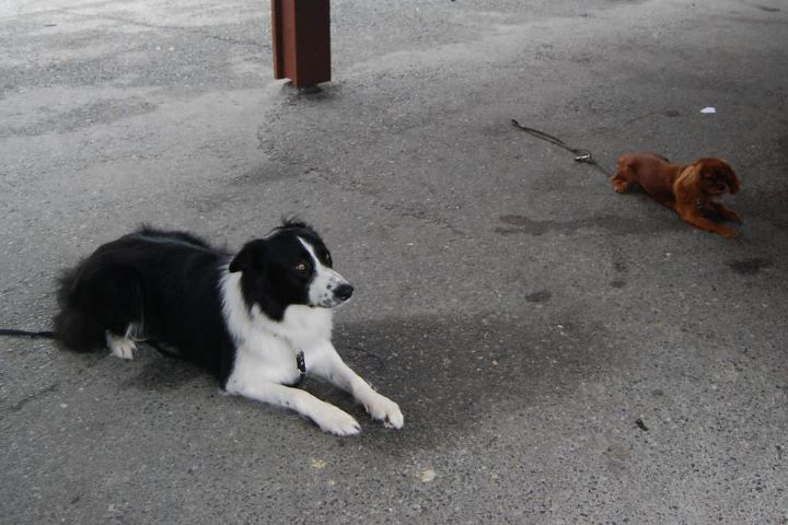 Penny og Cody - Foto: positivhundetrening.blogg.no