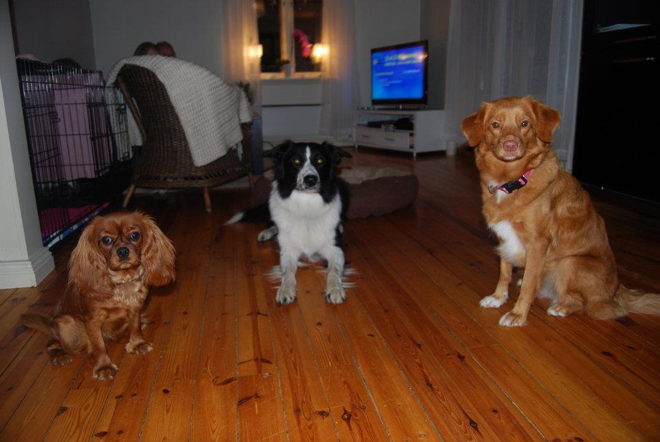 Penny, Cody og Mille - Foto: positivhundetrening.blogg.no
