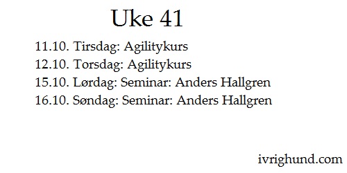 Uke 41 ivrighund.com