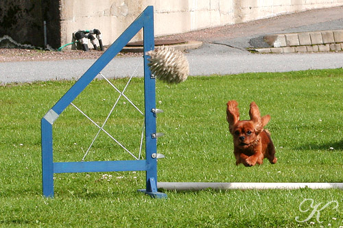 Penny hopper lykkelig over hinder, Videregående kurs i agility, GiLabb. Foto: Kursdeltakere © IvrigHund.com © IvrigHund.no