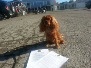 Penny med hundmedborger diplom GoodDog 