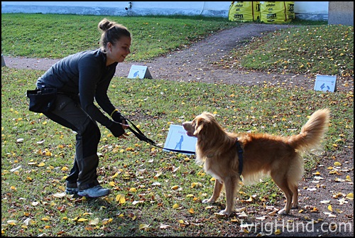 Toller "Chaos", RallyMix Instruktørutdanning Hundens Utbildingsakademi © IvrigHund.com