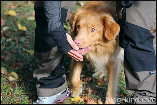 Toller "Chaos", RallyMix Instruktørutdanning Hundens Utbildingsakademi © IvrigHund.com 