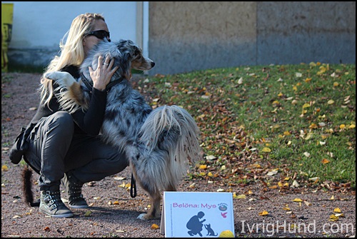 Australian Shepard "Ralf", RallyMix Instruktørutdanning Hundens Utbildingsakademi © IvrigHund.com