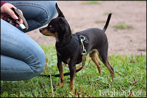 Praszky Krysarik, RallyMix Instruktørutdanning Hundens Utbildingsakademi © IvrigHund.com