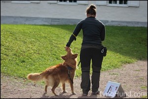 Toller "Chaos", RallyMix Instruktørutdanning Hundens Utbildingsakademi © IvrigHund.com