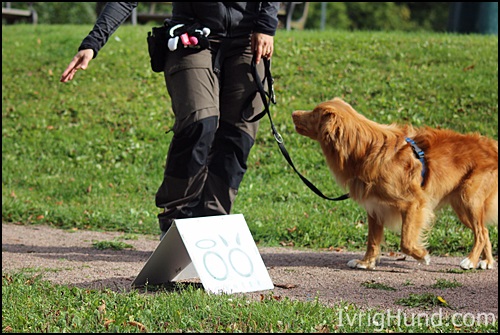 Toller "Chaos", RallyMix Instruktørutdanning Hundens Utbildingsakademi © IvrigHund.com 
