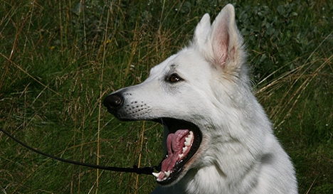 Problemhundtrenerkurs | 100% Positive Hundeskole | Canis | Foto: Hunden.no | IvrigHund.com