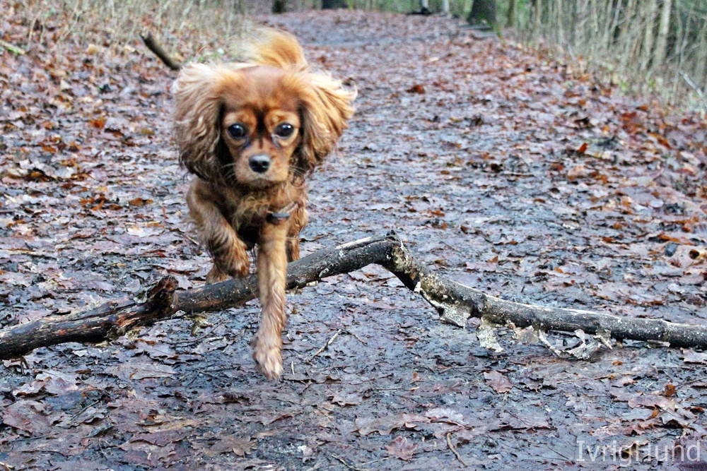 Onlinekurs: grunnferdigheter for agilityhunder