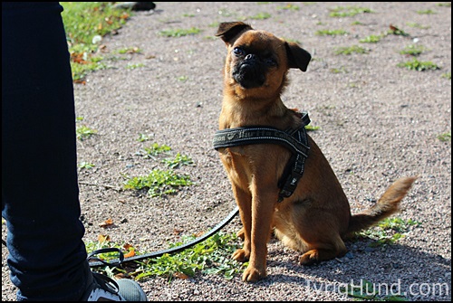 Petit Brabancon "Loppan", RallyMix Instruktørutdanning Hundens Utbildingsakademi © IvrigHund.com