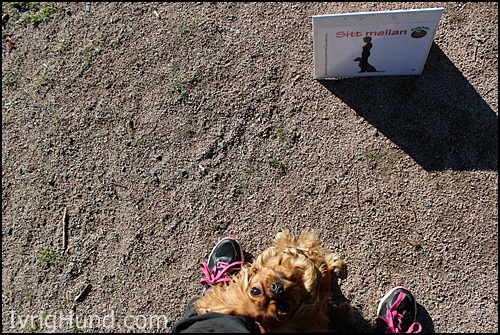 Cavalier Penny, RallyMix Instruktørutdanning Hundens Utbildingsakademi © IvrigHund.com