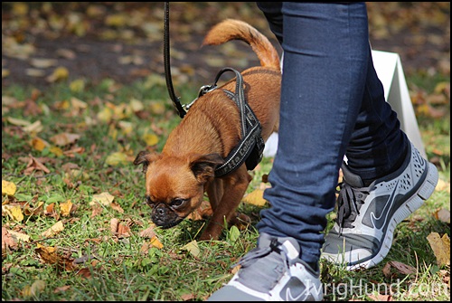 Petit Brabancon "Loppan", RallyMix Instruktørutdanning Hundens Utbildingsakademi © IvrigHund.com