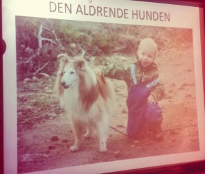 Temakveld Aldrende Hund| Retrieverklubben Telemark| IvrigHund-